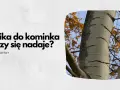 Osika do kominka – czy się nadaje? Pytanie o drewno na opał, z widokiem na pnie drzew i jesienne liście.
