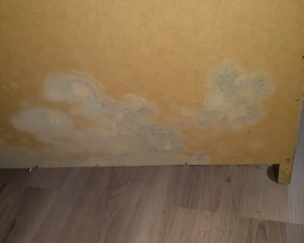 Plamy pleśni w szafie zabudowanej, rozprzestrzeniające się na płycie meblowej.
