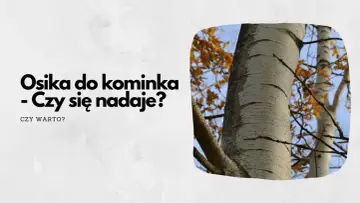Osika do kominka – czy się nadaje? Pytanie o drewno na opał, z widokiem na pnie drzew i jesienne liście.